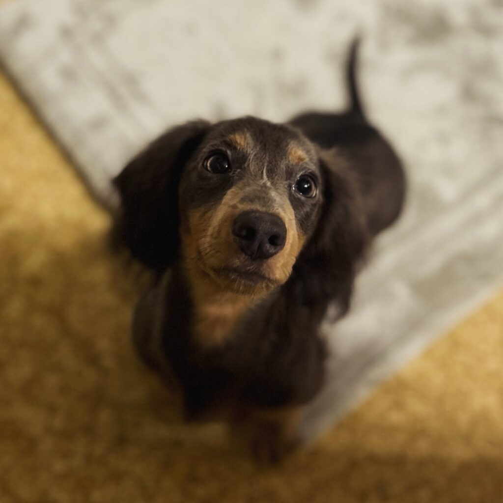 633508027_18046682588709955_8719225620126487538_n - Happily Ever After Rabbitry