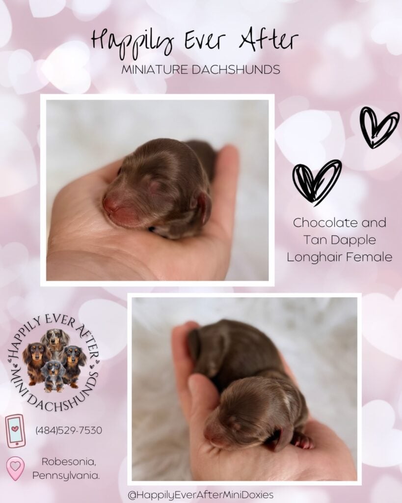 634485537_18046820861709955_5510821252206298574_n - Happily Ever After Rabbitry Mini long haired dachshund puppies for sale ready to reserve today