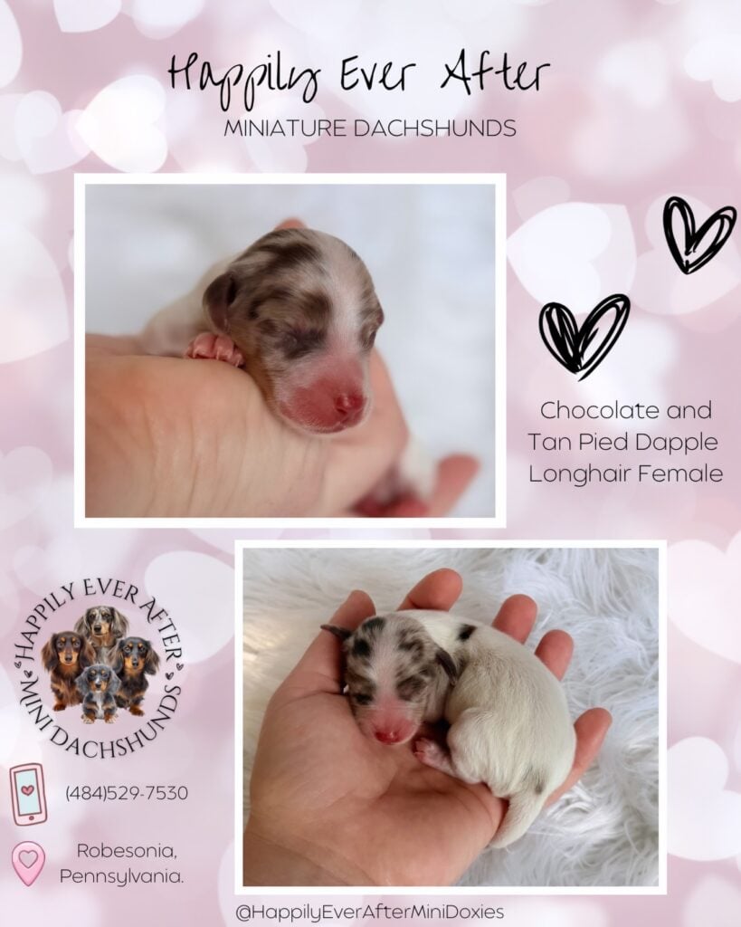 634639870_18046820672709955_2864173035537959974_n - Happily Ever After Rabbitry Mini long haired dachshund puppies for sale raised in home with children