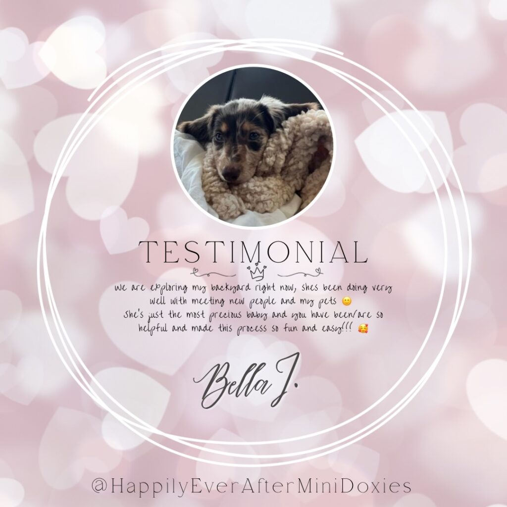 634846695_18046682027709955_8929790669771832149_n - Happily Ever After Rabbitry Mini long haired dachshund puppies for sale raised in a loving home!