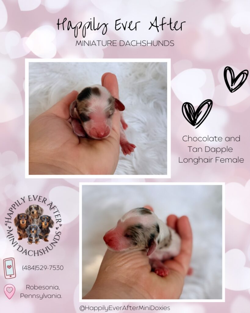 634855281_18046820945709955_2523824404119629434_n - Happily Ever After Rabbitry top rated mini long haired dachshund puppies for sale by a trusted breeder