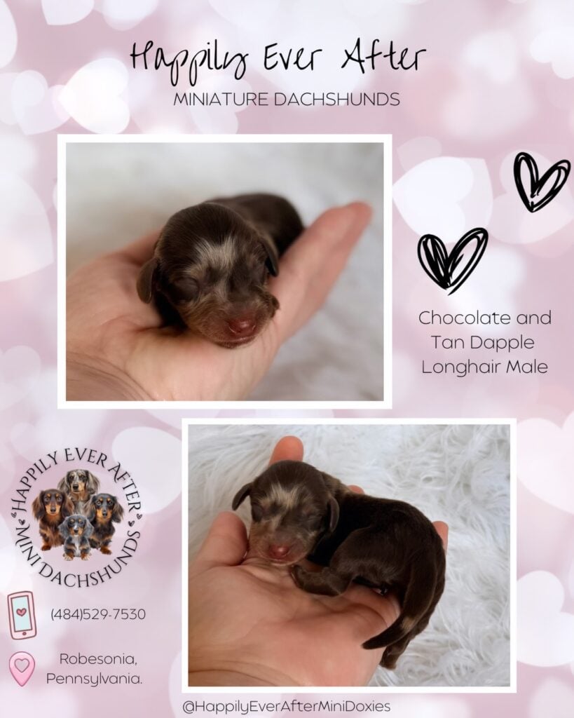 634886266_18046820825709955_5306973300198608009_n - Happily Ever After Rabbitry Mini long haired dachshund puppies for sale with flight nanny transport available