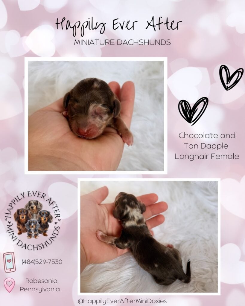 634895824_18046820891709955_5241699419062415963_n - Happily Ever After Rabbitry Rare colored mini long haired dachshund puppies for sale