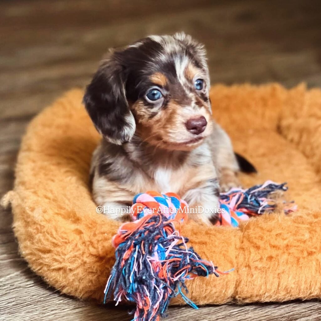635216985_18046915547709955_214376069239545567_n - Happily Ever After Rabbitry Mini dachshund puppies for sale near me raised in a family home
