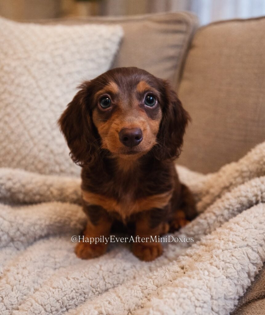 636090508_18047200523709955_2796994449024814650_n - Happily Ever After Rabbitry Beautiful mini doxies for sale!