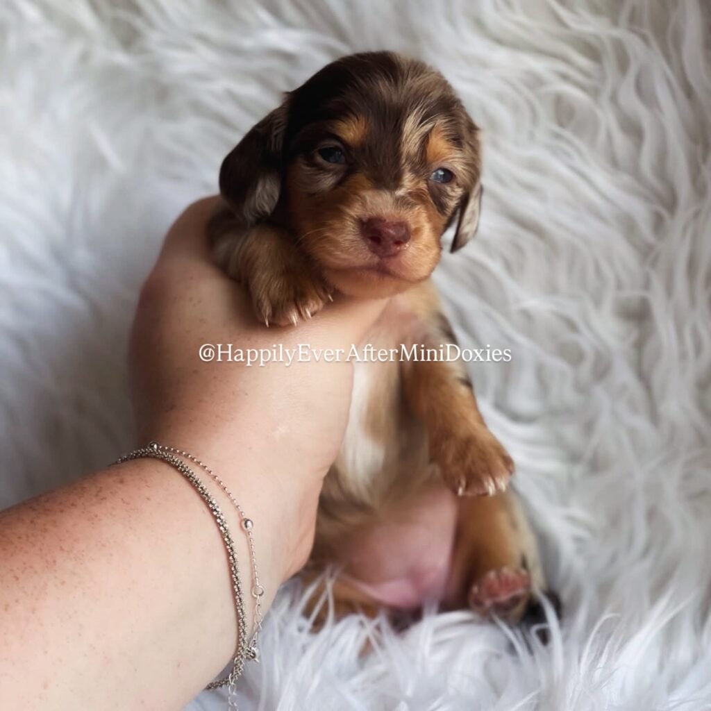 636913364_18046915574709955_2944676118916299647_n - Happily Ever After Rabbitry Mini dachshund puppies for sale near me from trusted a local breeder