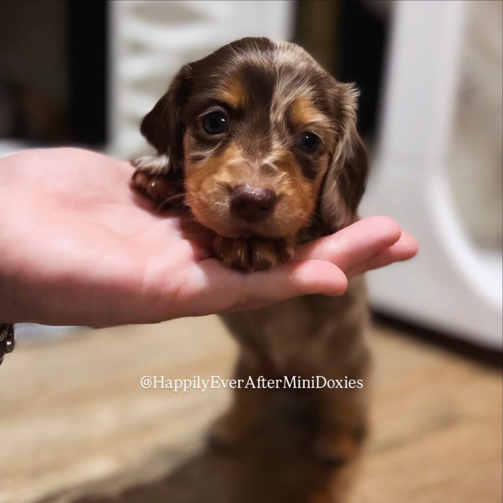 637179253_18046915565709955_1757272463307557471_n - Happily Ever After Rabbitry Health tested mini dachshund puppies for sale near me available now