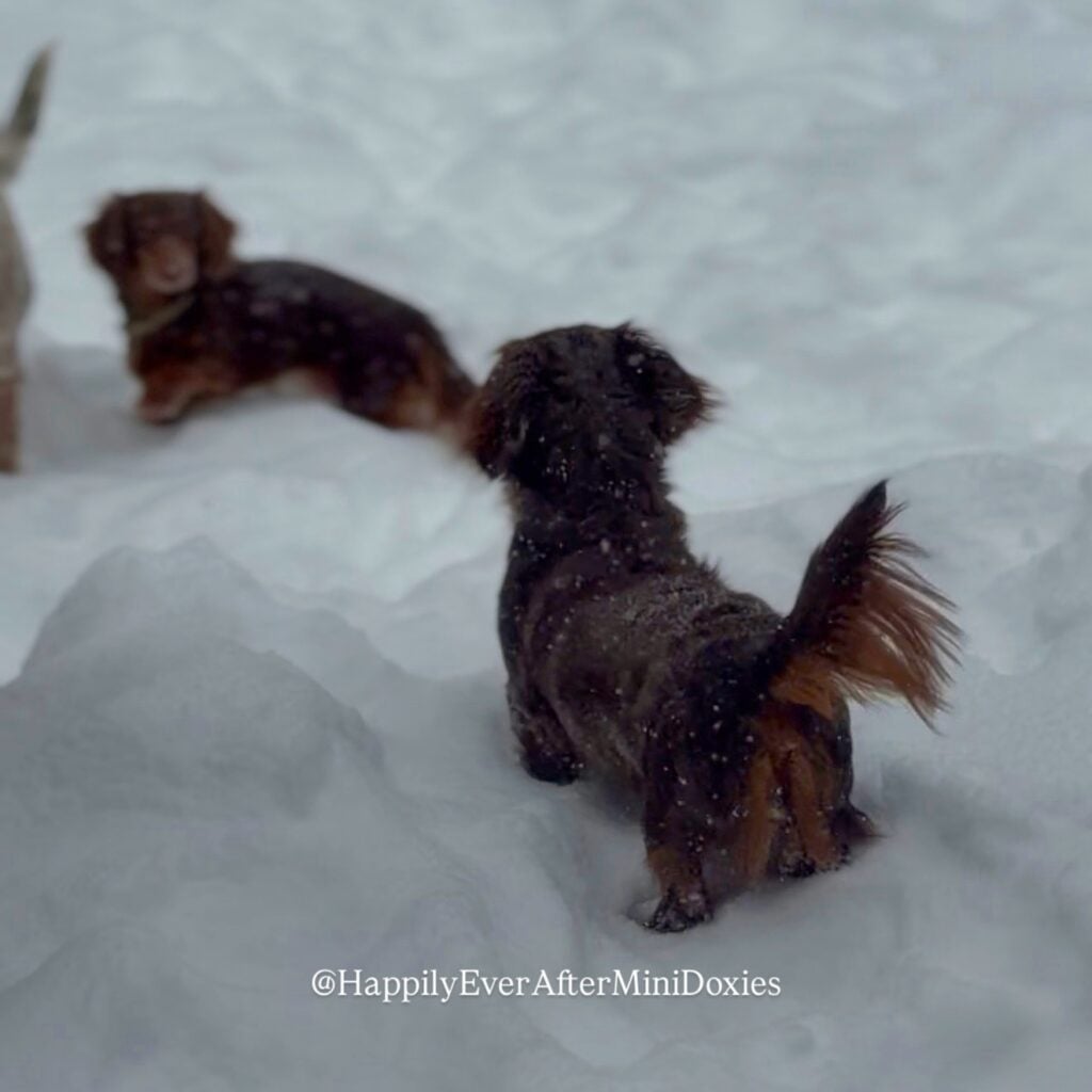 637259511_18046918562709955_245233692207128559_n - Happily Ever After Rabbitry Mini long haired dachshund puppies for sale ready for loving homes