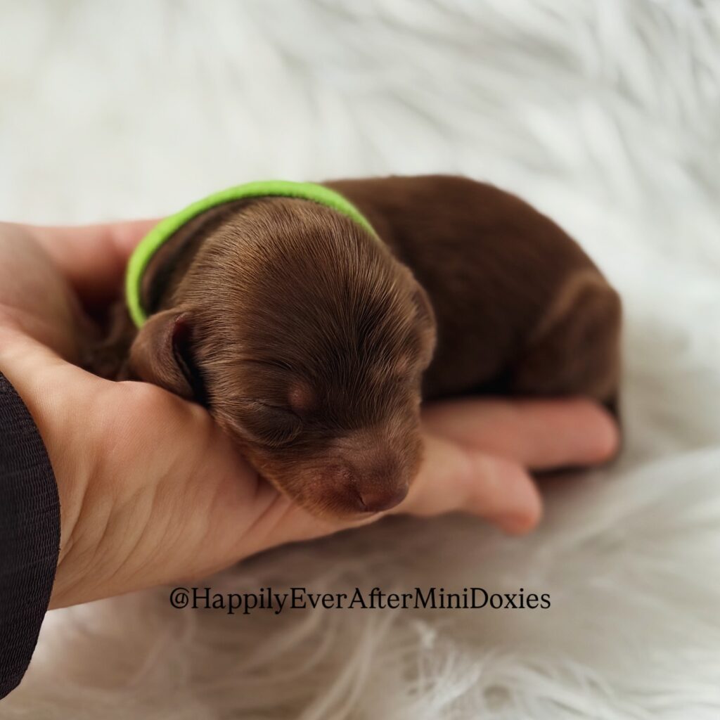 639455005_18047114933709955_2877321846872938531_n 1 - Happily Ever After Rabbitry Mini long haired dachshund puppies for sale ready to reserve today