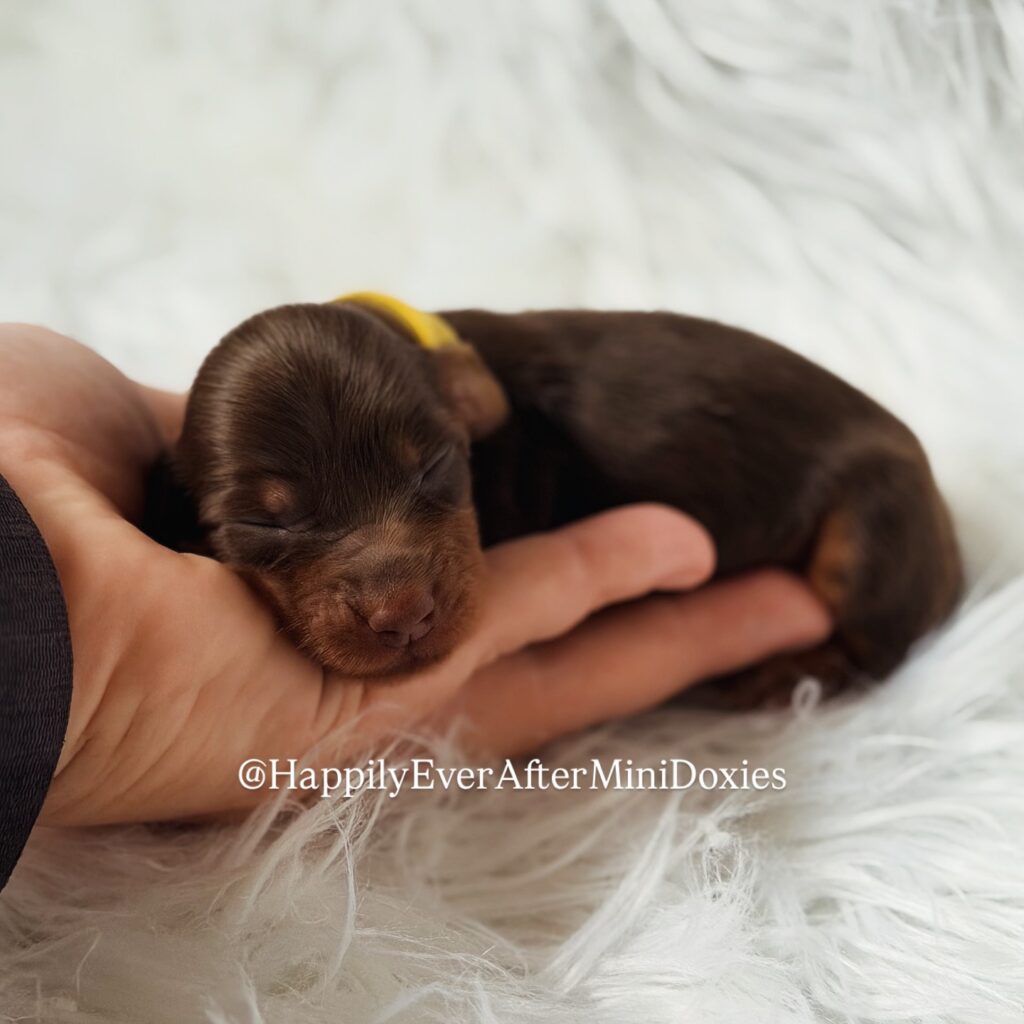 639480648_18047115167709955_7138694272524005095_n - Happily Ever After Rabbitry Mini dachshund puppies for sale with strong structure and temperament