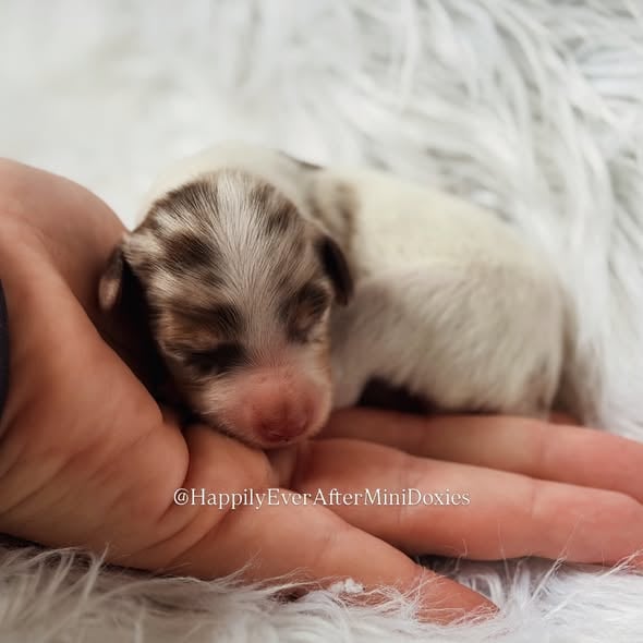 639486318_18047183012709955_9117322637389540503_n - Happily Ever After Rabbitry Mini long haired dachshund puppies for sale raised in home with children