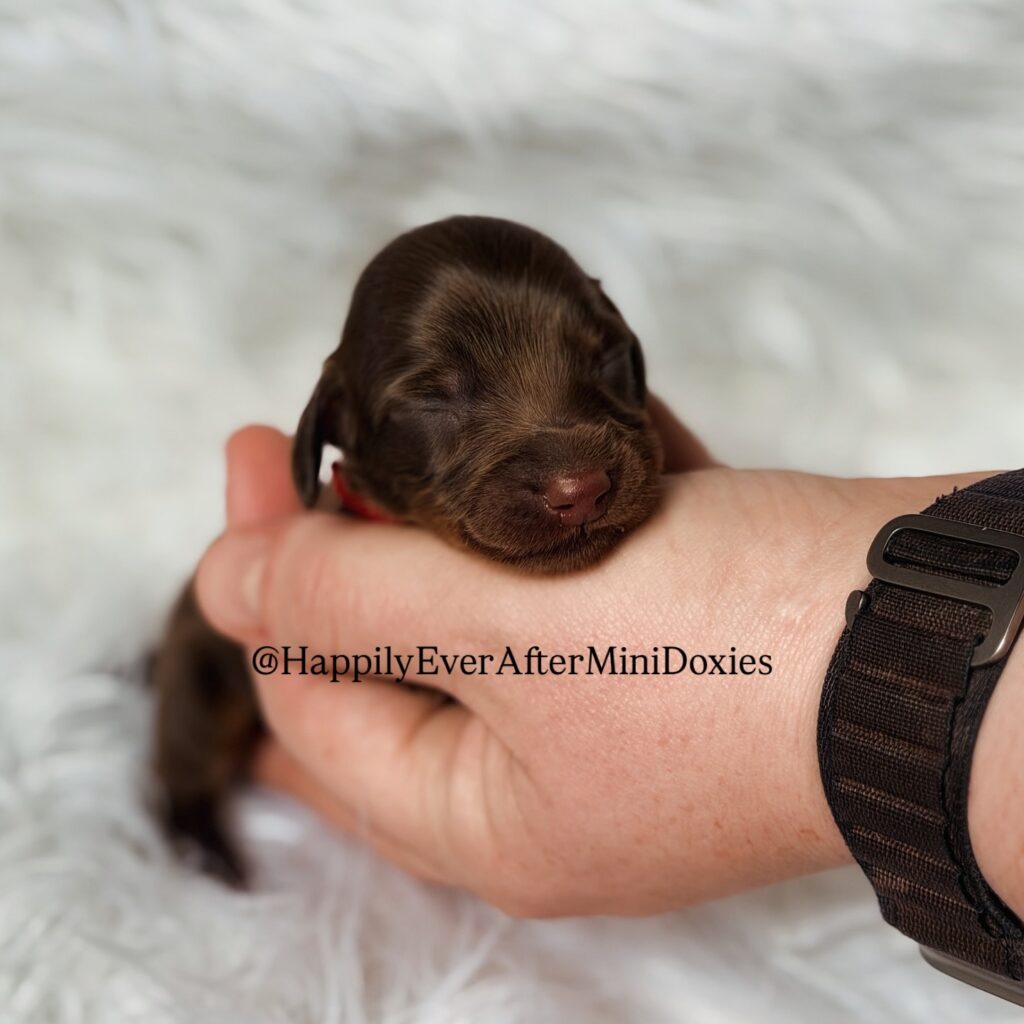 639491263_18047182916709955_1481035732896168906_n - Happily Ever After Rabbitry Mini dachshund puppies for sale ready for their forever homes