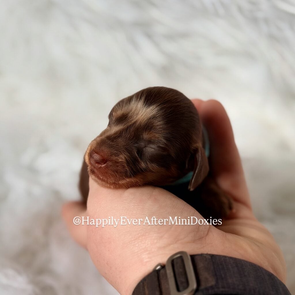 639496258_18047117684709955_555679095478118809_n - Happily Ever After Rabbitry Mini long haired dachshund puppies for sale with flight nanny transport available
