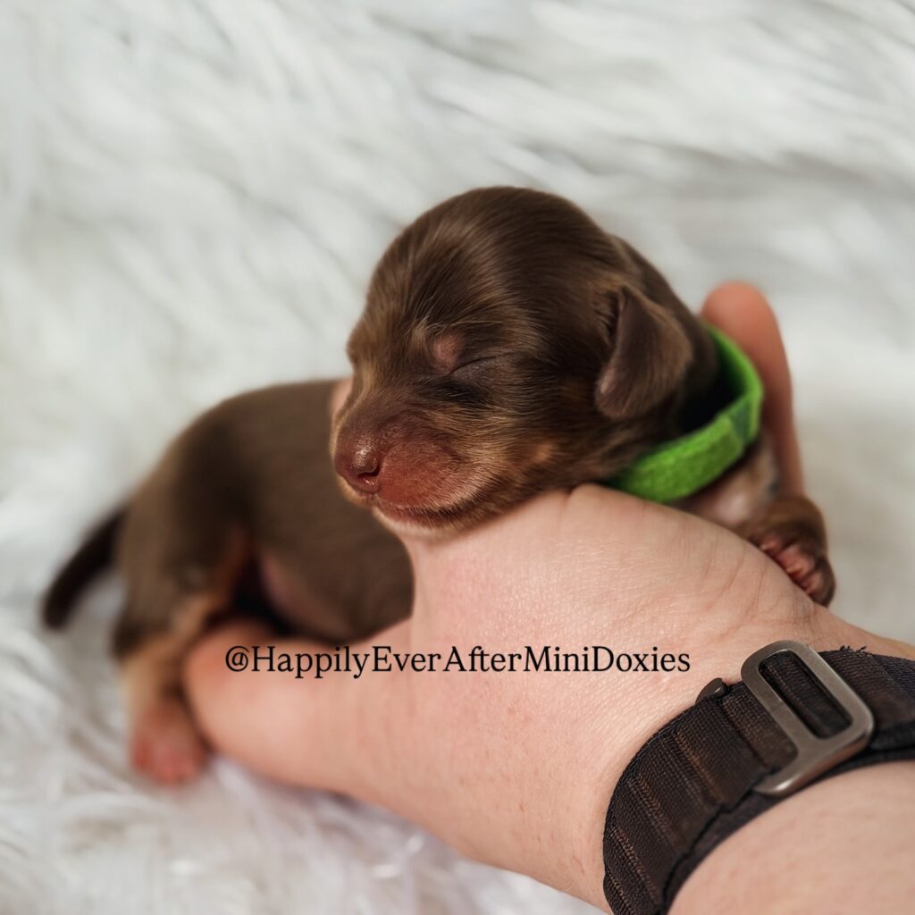 639498109_18047114942709955_3536182425865843445_n 1 - Happily Ever After Rabbitry Mini long haired dachshund puppies for sale ready to reserve today