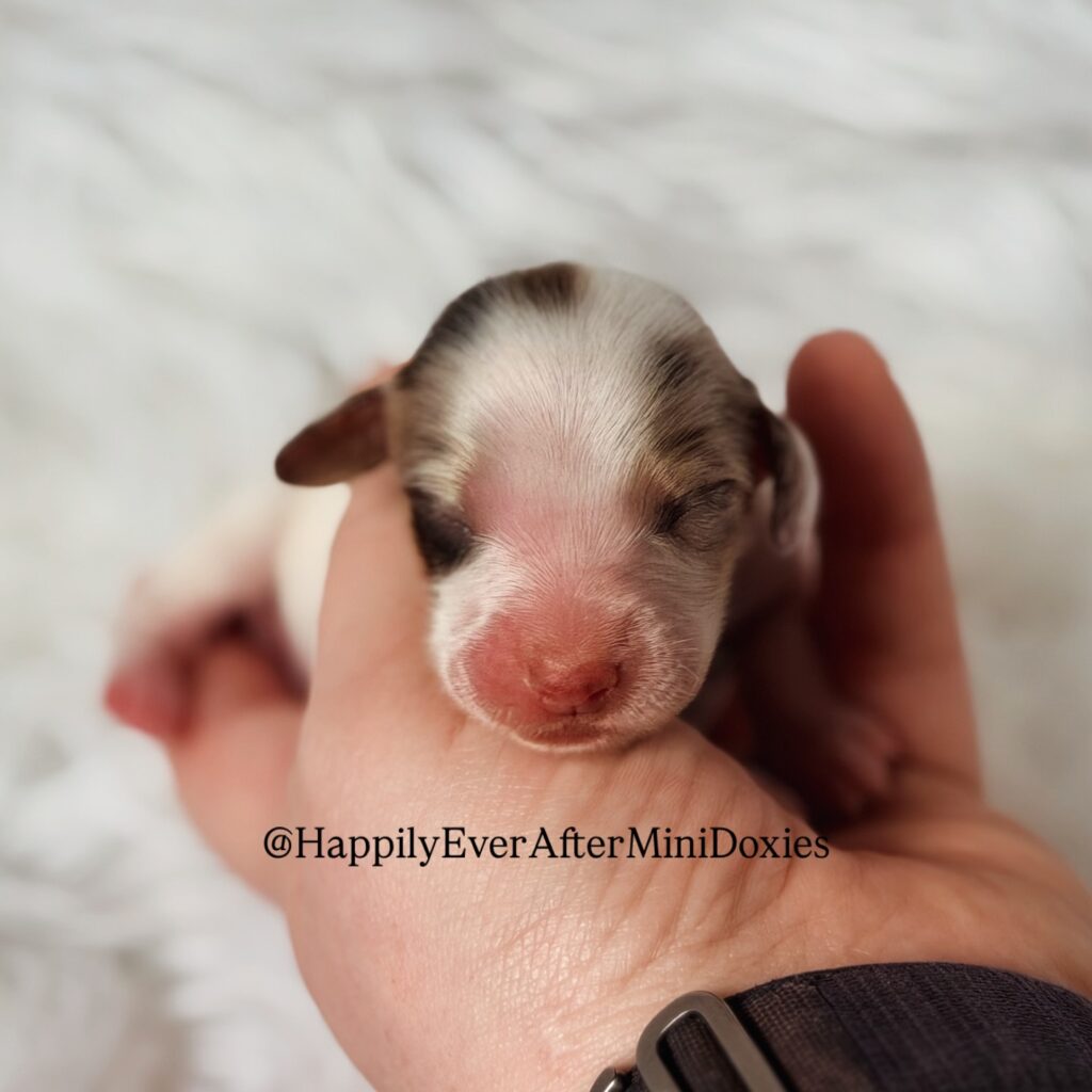 639668116_18047181539709955_7155571273283026352_n - Happily Ever After Rabbitry top rated mini long haired dachshund puppies for sale by a trusted breeder