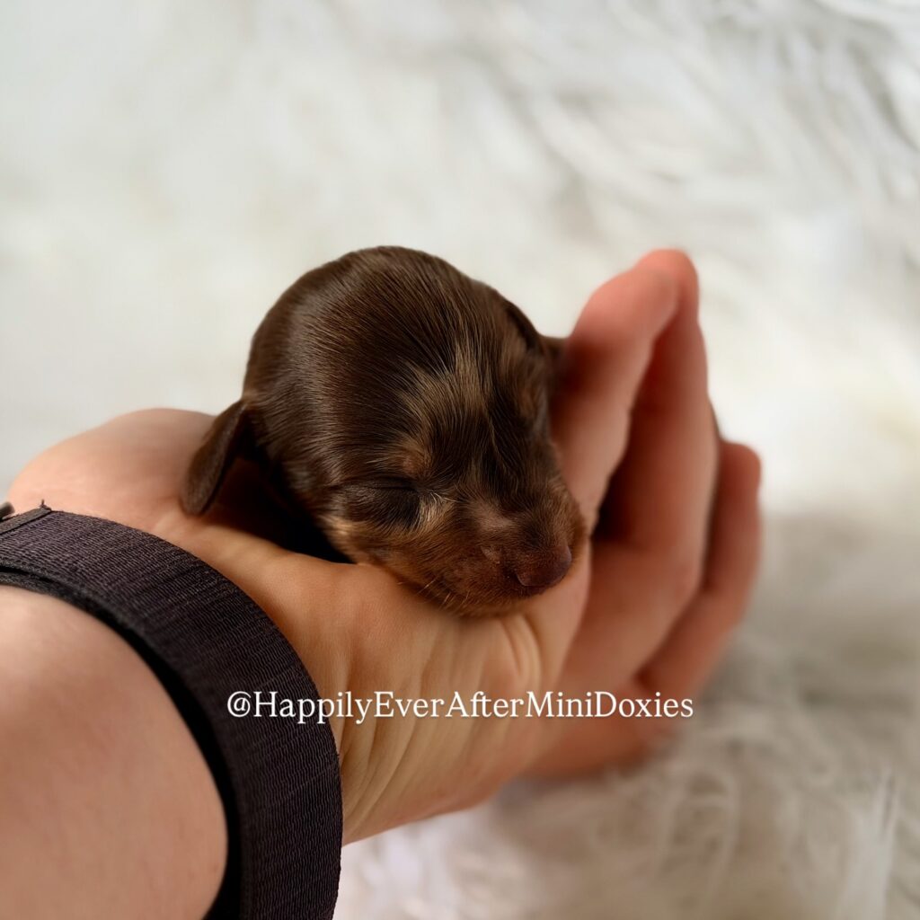 639713773_18047117693709955_5729778053410612811_n - Happily Ever After Rabbitry Mini long haired dachshund puppies for sale with flight nanny transport available