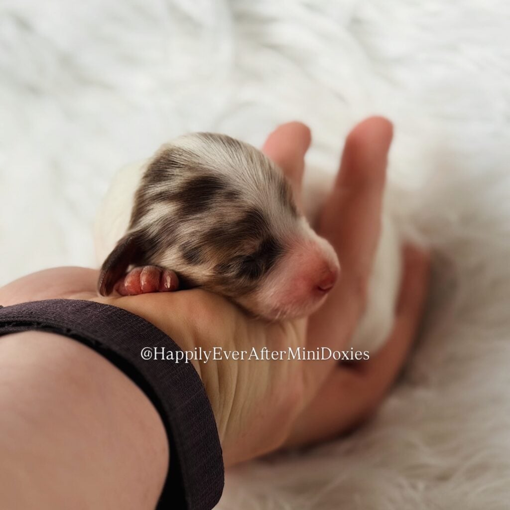 639758065_18047183003709955_7577441819183324563_n - Happily Ever After Rabbitry Mini long haired dachshund puppies for sale raised in home with children