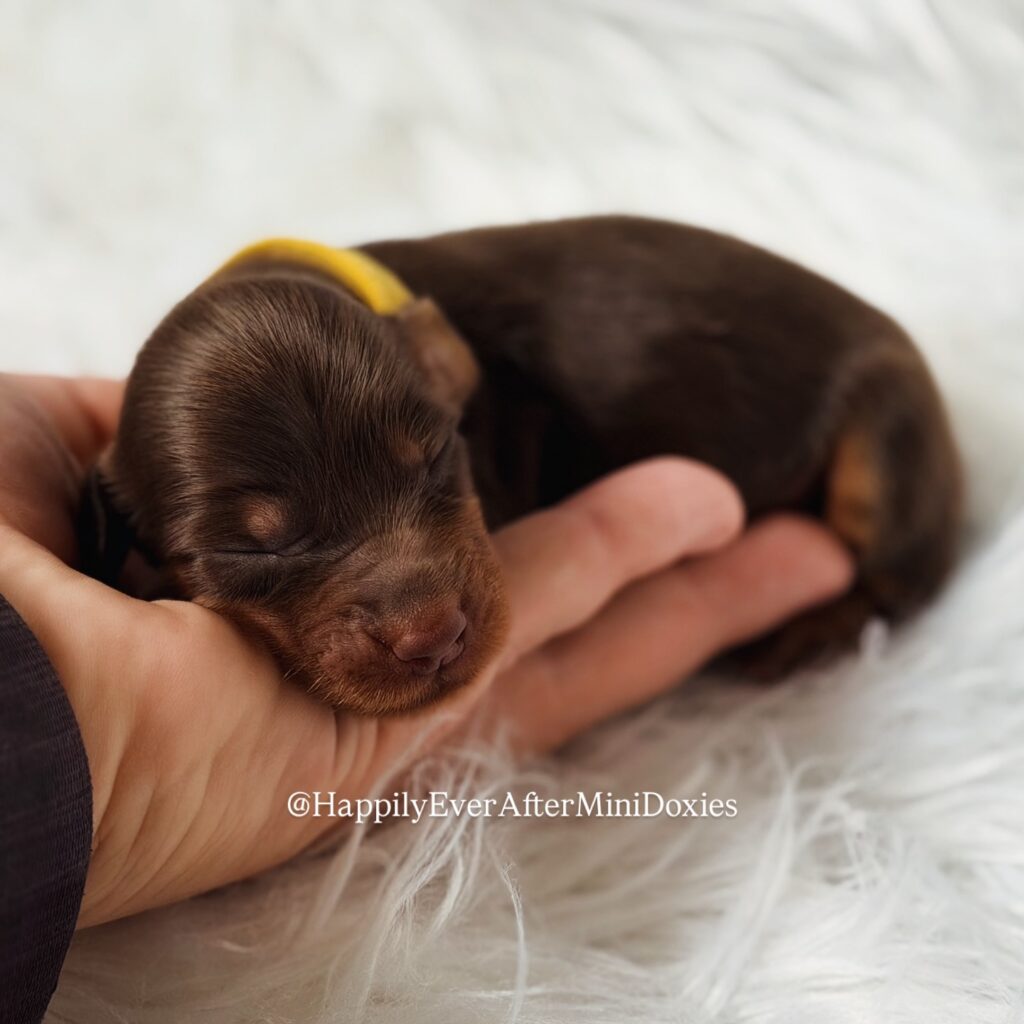 639819458_18047115155709955_8453984732046441729_n - Happily Ever After Rabbitry Mini dachshund puppies for sale with strong structure and temperament