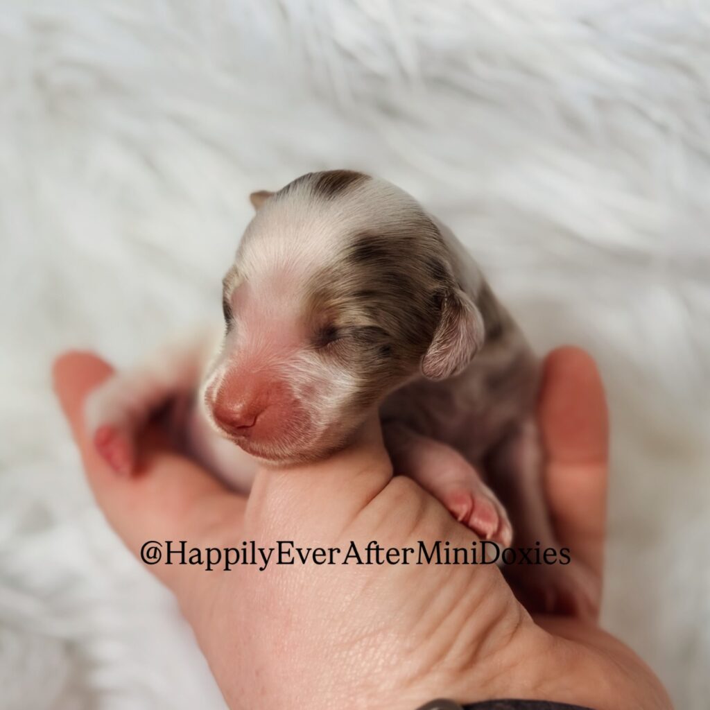 639858255_18047181530709955_5193810822588498031_n - Happily Ever After Rabbitry top rated mini long haired dachshund puppies for sale by a trusted breeder