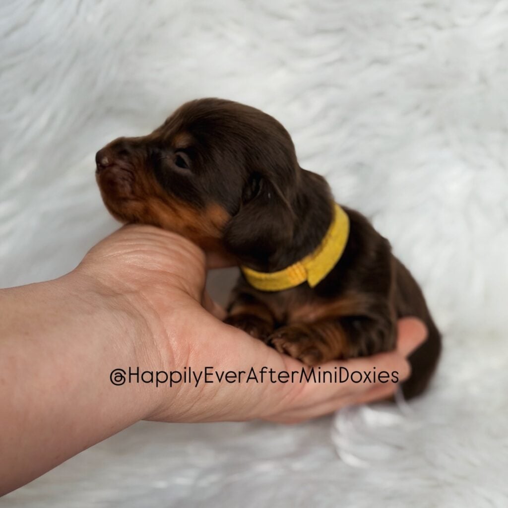 641396195_18047993252709955_4029240665806185312_n - Happily Ever After Rabbitry Vet checked mini dachshund puppies for sale in the USA