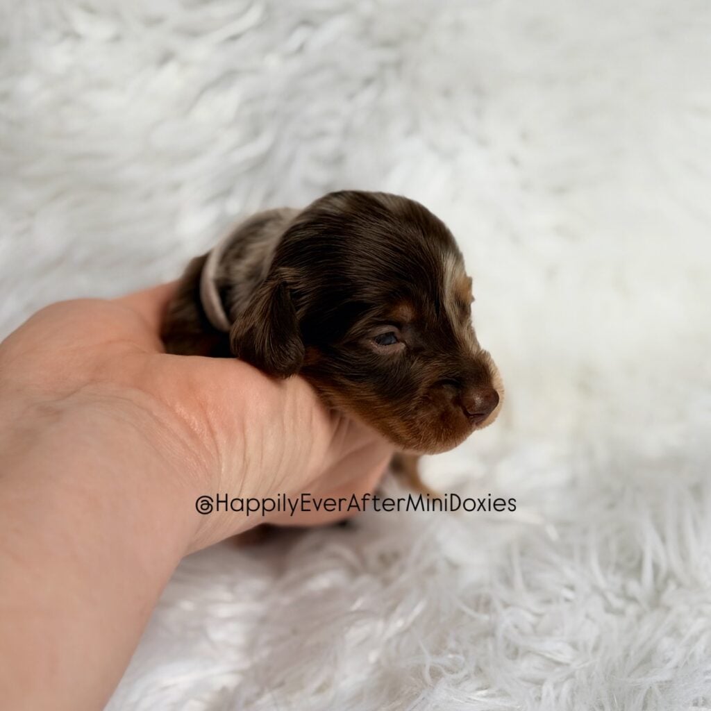 641397725_18047978033709955_7996404809369558739_n - Happily Ever After Rabbitry Mini dachshund puppies for sale with flight nanny transport available