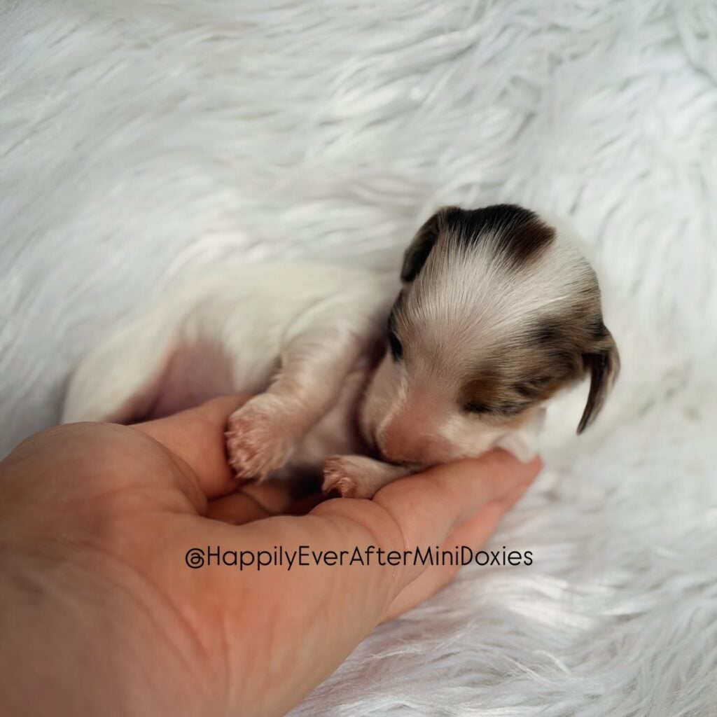 641737287_18047994296709955_2981349109281496786_n - Happily Ever After Rabbitry Mini dachshund puppies for sale! Socialized and family raised!