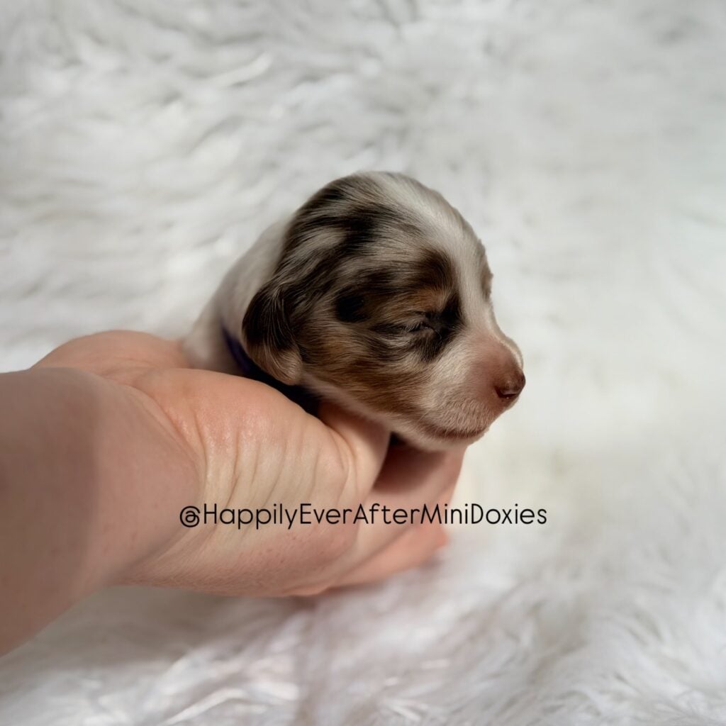 642498080_18047994983709955_4339810925859417575_n - Happily Ever After Rabbitry AKC mini dachshund puppies for sale raised in a loving home with children