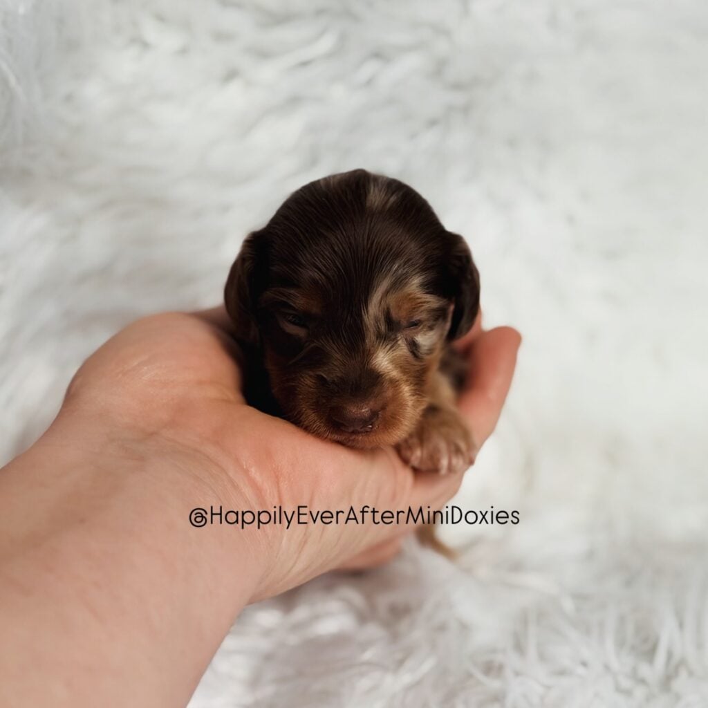 642513267_18047978330709955_4467970591639979792_n - Happily Ever After Rabbitry Mini dachshund puppies for sale with transport available