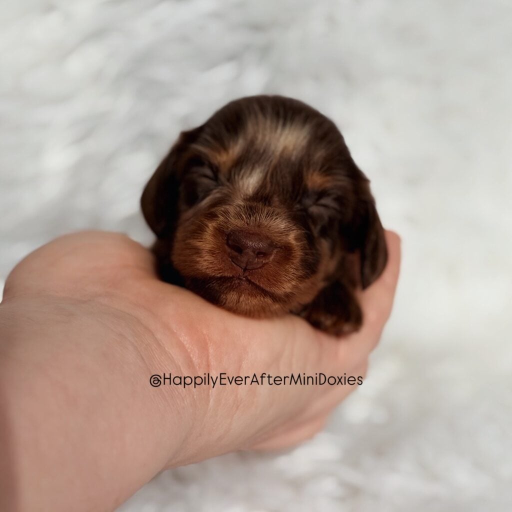 642991601_18047993738709955_7028020650204915085_n - Happily Ever After Rabbitry Beautiful Mini dachshund puppies for sale ready for their forever homes
