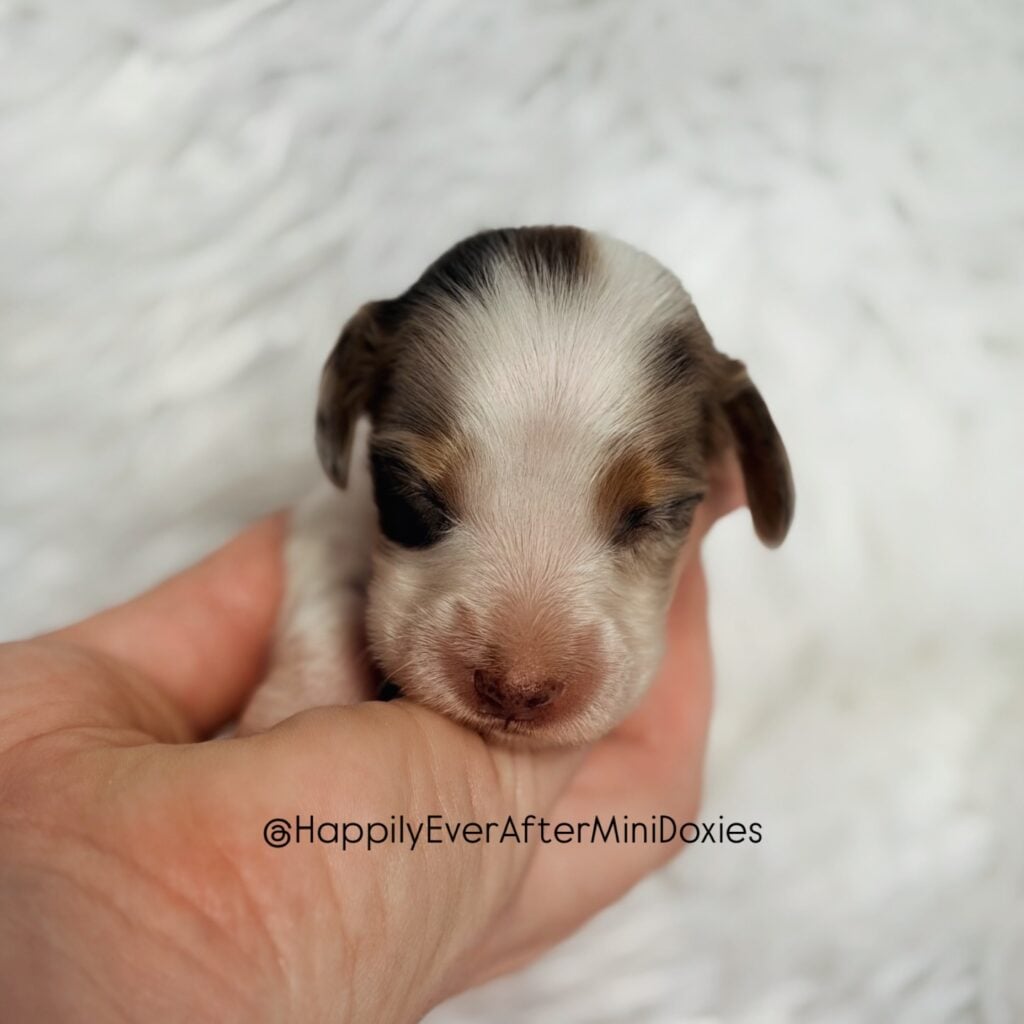 642993041_18047994287709955_2600268937930581114_n - Happily Ever After Rabbitry Mini dachshund puppies for sale! Very friendly and loves cuddles