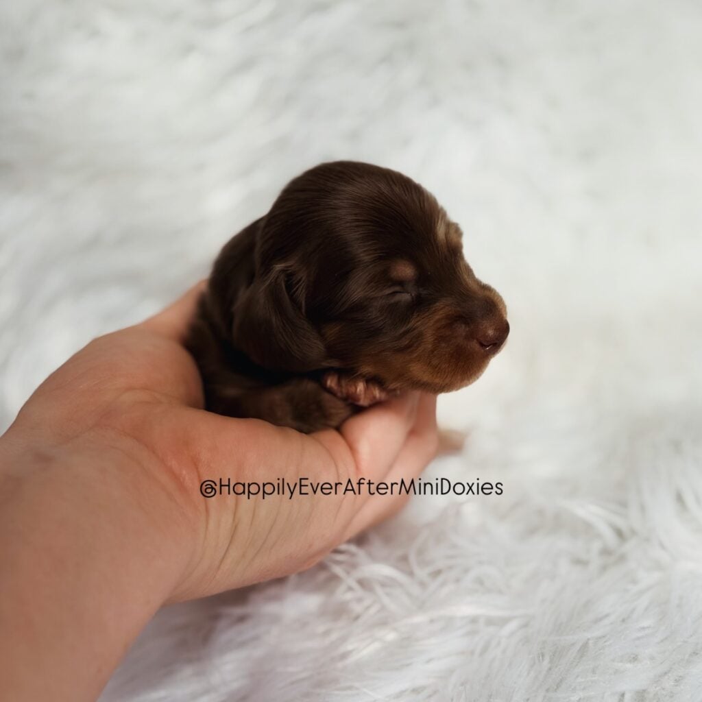643037665_18047979416709955_8946353671923582949_n - Happily Ever After Rabbitry Health tested mini dachshund puppies for sale near me