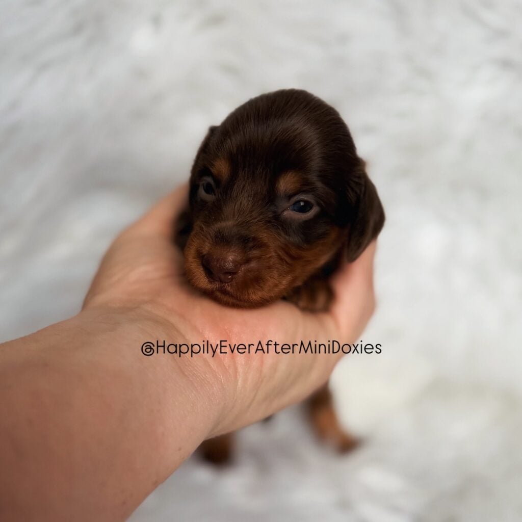 643041262_18047993243709955_6924972869149907414_n - Happily Ever After Rabbitry Vet checked mini dachshund puppies for sale in the USA