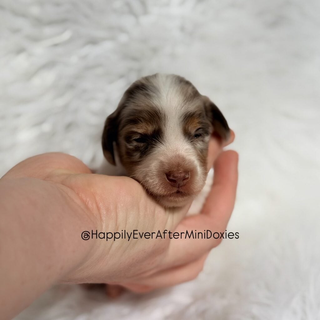 643044211_18047994971709955_6717341321160396488_n - Happily Ever After Rabbitry AKC mini dachshund puppies for sale raised in a loving home with children