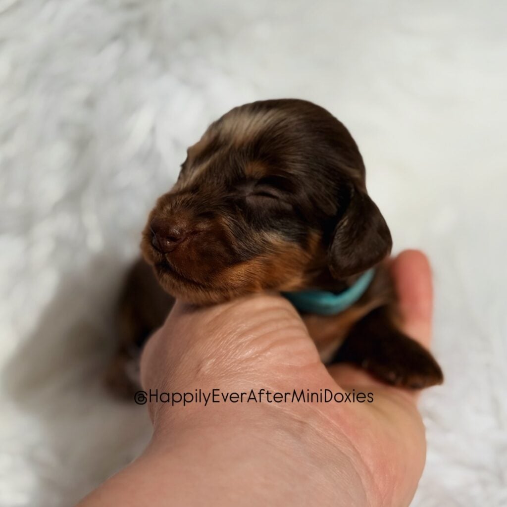 643383150_18047993747709955_1603777492395496730_n - Happily Ever After Rabbitry Mini dachshund puppies for sale ready for their forever homes