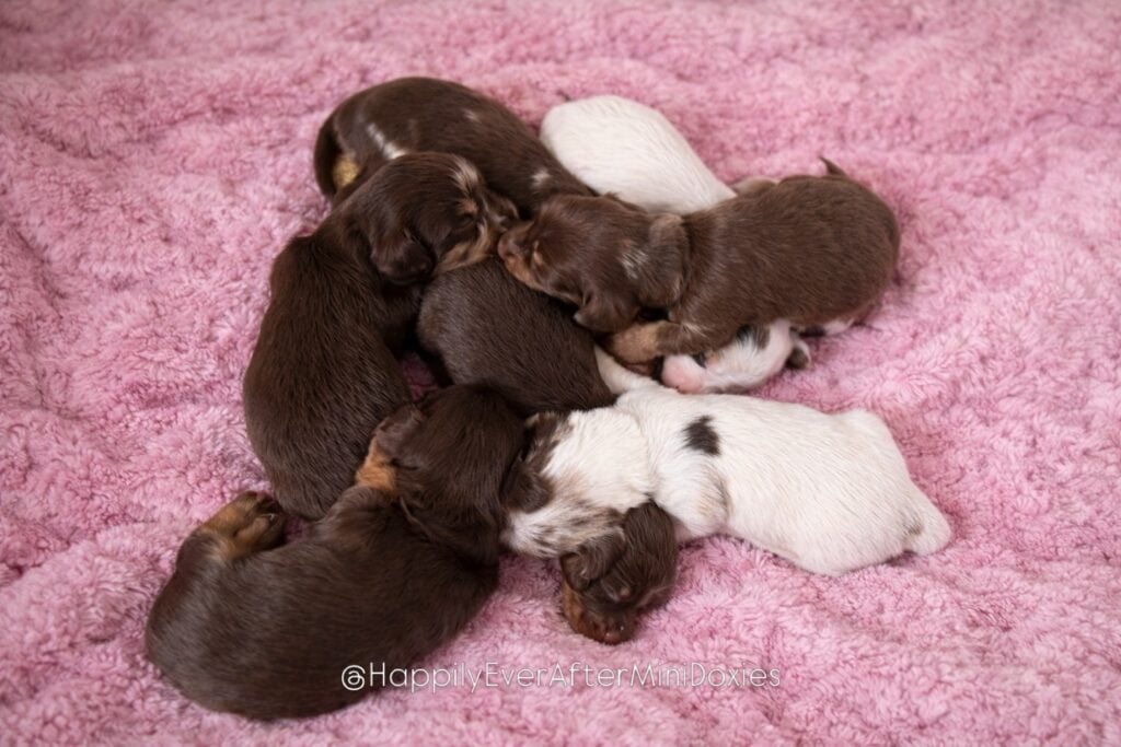 643495334_18048002270709955_8089177918896107131_n - Happily Ever After Rabbitry Mini dachshund puppies for sale from a reputable family breeder