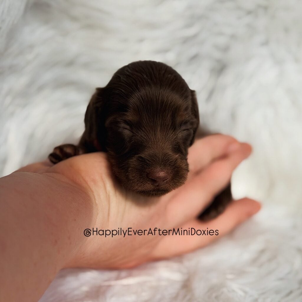 643543708_18047992718709955_1553405259890229730_n - Happily Ever After Rabbitry Mini dachshund puppies for sale by a small breeder; quality program
