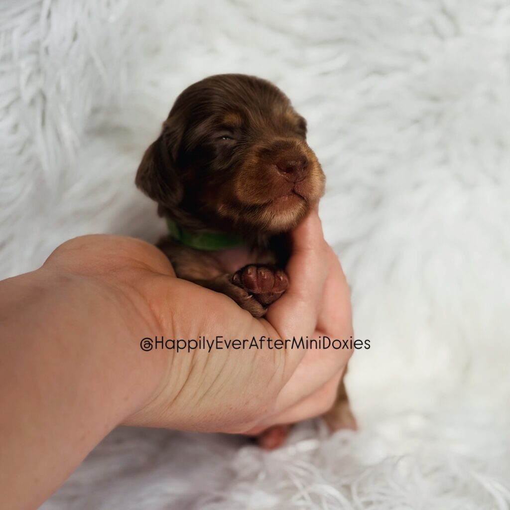643546378_18047979425709955_3064780912027926378_n - Happily Ever After Rabbitry Health tested mini dachshund puppies for sale nationwide