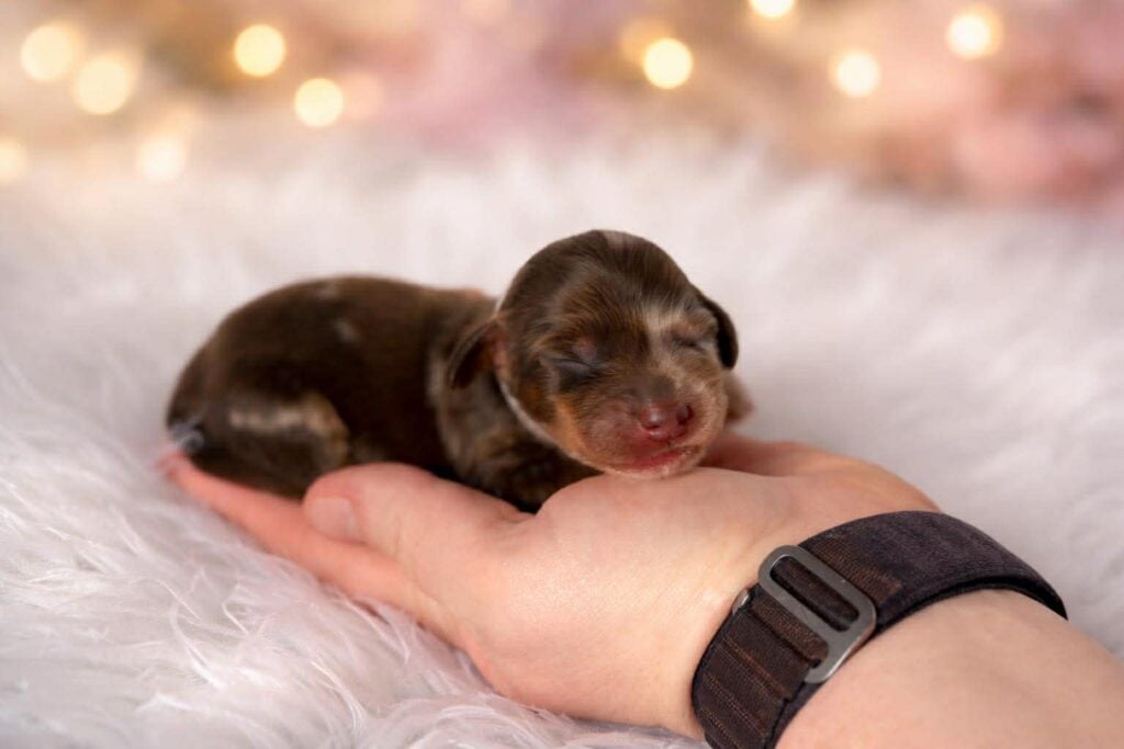 db13d650-a41f-4424-9e96-cd7d9ed74f7d - Happily Ever After Rabbitry Mini long haired dachshund puppies for sale near me from AKC breeder