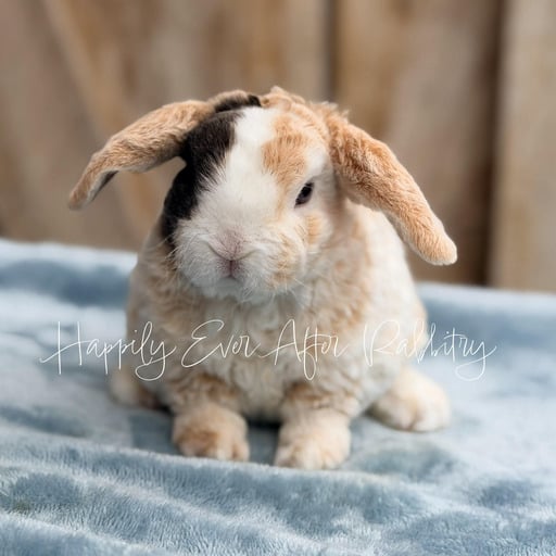 032a9790-c355-40c2-b5de-1a5f4a4b2647 - Happily Ever After Rabbitry Discover local cuteness - Rabbits for sale near me, your sweet companions nearby!