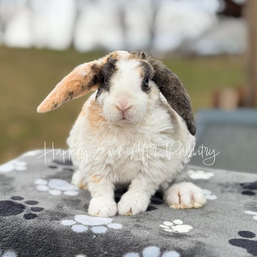 0964fa24-6e51-4967-ac14-98ace3714fea - Happily Ever After Rabbitry bunny farm near me