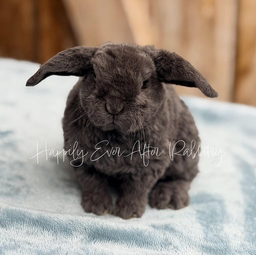 12934bfa-3097-4fc7-86ba-6bf2eca446c7 - Happily Ever After Rabbitry Mini Plush Lop Bunnies Looking for Loving Homes