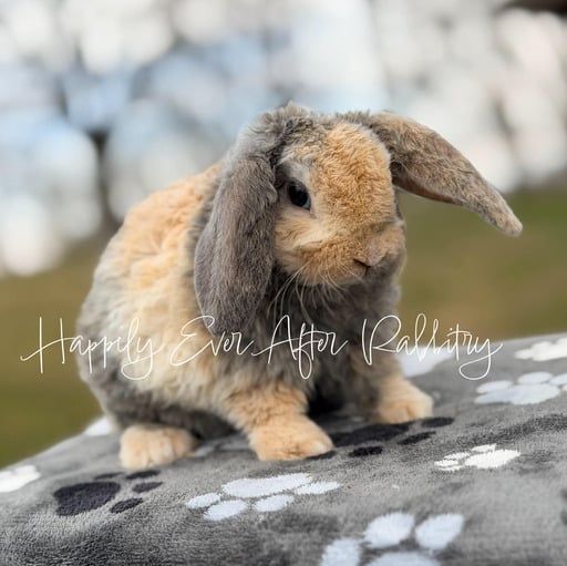 1423d6cc-2350-4a91-867c-315d8fecac0a - Happily Ever After Rabbitry Neighborhood joy found - Adorable rabbits for sale near me, your new buddies!