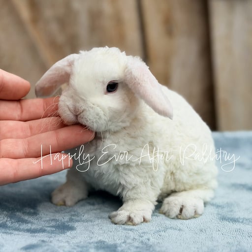 142d623e-3fce-423b-a929-0fd24c7ece49 - Happily Ever After Rabbitry Cuddle ready Mini Plush Lop Bunny Seeking a Loving Family!