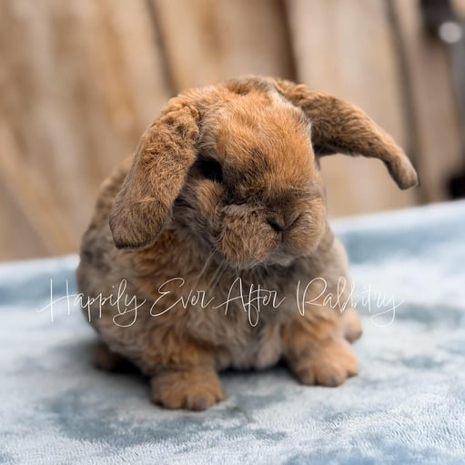 2870088a-8907-4204-ba1a-1f9ac992727e - Happily Ever After Rabbitry Explore charming bunnies available for purchase