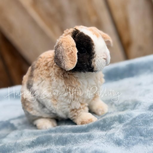 32cf024a-e7ff-4e8e-88d3-fda42b1982c0 - Happily Ever After Rabbitry Discover local cuteness - Rabbits for sale near me, your sweet companions nearby!