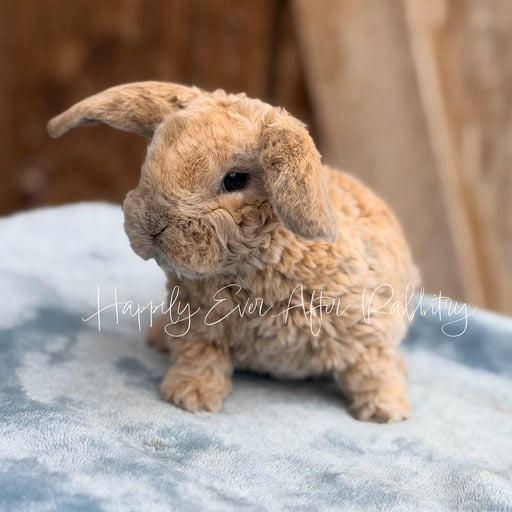35dafb38-e35c-49e3-81e7-7a921e6ecc8f - Happily Ever After Rabbitry rabbits for sale