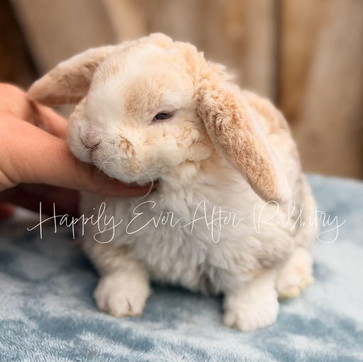 3784ae68-b7c7-4ea9-90ee-4edc31c1da07 - Happily Ever After Rabbitry Litter trained bunny suitable for indoor companionship