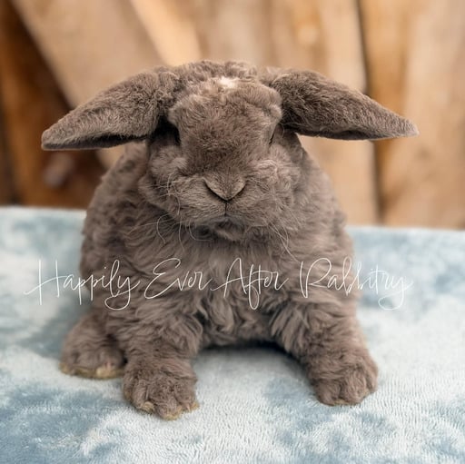 3b706d1e-5ae4-45c4-9b25-093ee1793523 - Happily Ever After Rabbitry Indoor rabbit accustomed to litter box routines