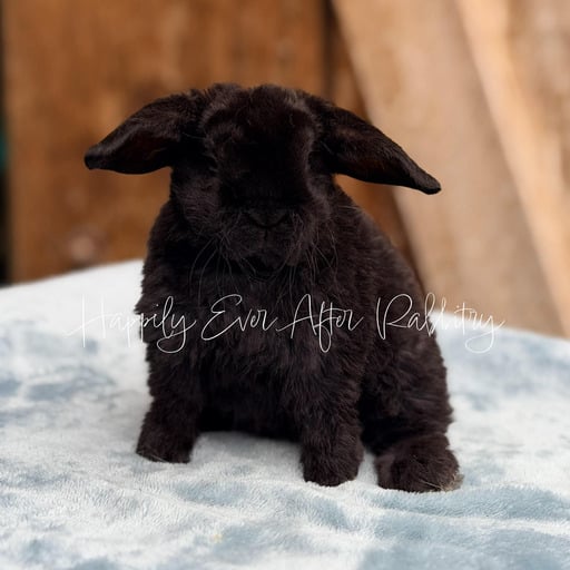 3dfbd0ef-a7ba-4887-8c66-070f0d46a30d - Happily Ever After Rabbitry Adorable rabbit for sale; Mini Plush Lop edition!
