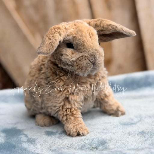 427195cb-aa48-4662-9484-9804e98a2577 - Happily Ever After Rabbitry rabbits for sale